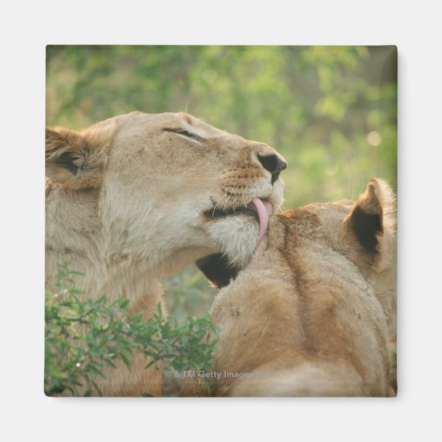 Löwen, Panthera leo grooming, Südafrika Magnet (Vorne)