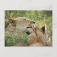 Löwen, Panthera leo grooming, Südafrika