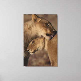 Löwen (Panthera leo) Paarbindung, Skelett Leinwanddruck