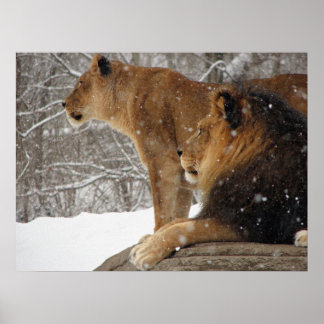 Löwen Poster