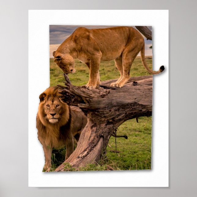 Löwen Poster (Vorne)