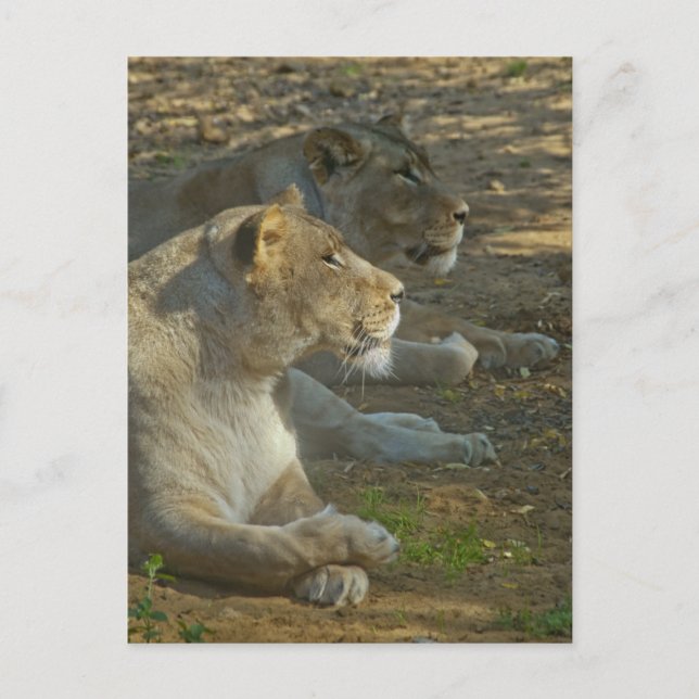 Löwen Postkarte (Vorderseite)