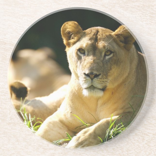 Löwen Sandstein Untersetzer (Vorne)
