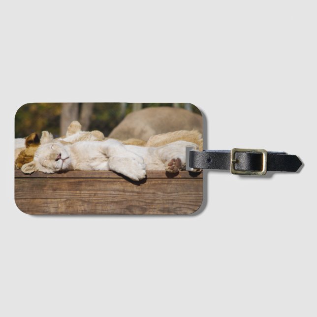 Löwen schlafen in Sun South Africa Fotografie Gepäckanhänger (Vorderseite (Horizontal))