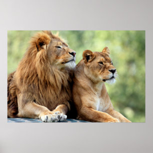 Löwen und Lioness Pair Poster