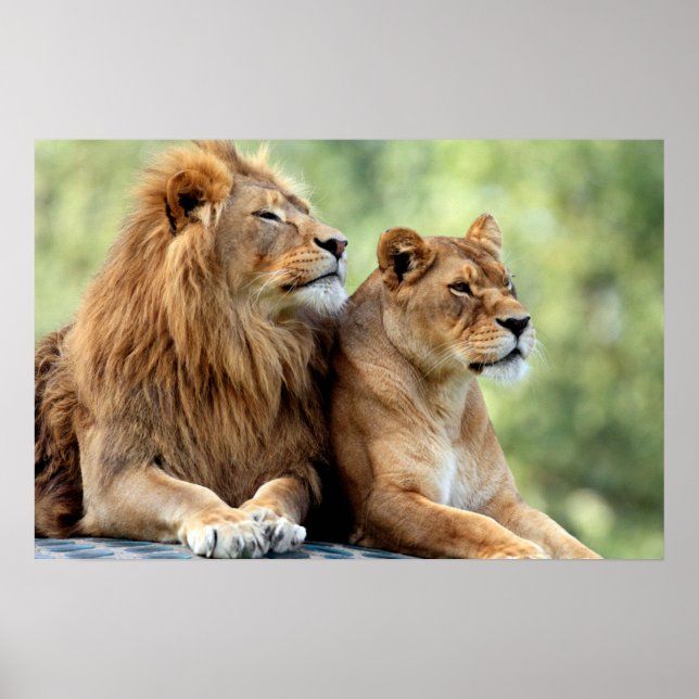 Löwen und Lioness Pair Poster (Vorne)