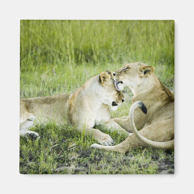 Löwen und Löwen, Afrika 2 Magnet (Vorne)