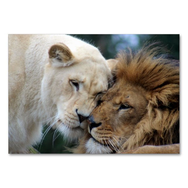 Löwen und Löwen Tischnummer (Vorderseite)