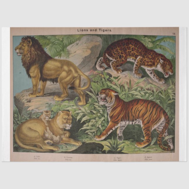 Löwen und Tiger Ephemera Decoupage Seidenpapier (Vorderseite)