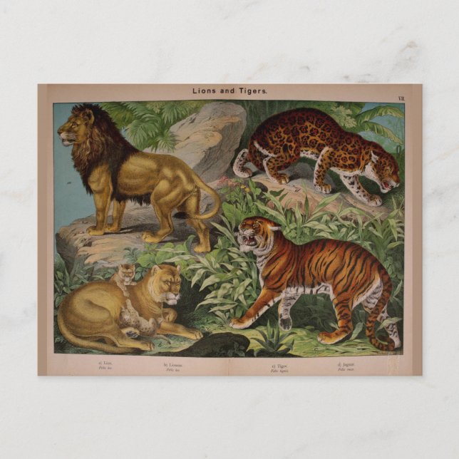 Löwen und Tiger Vintag Art Ephemera Postkarte (Vorderseite)