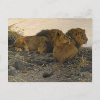 Löwen von Wilhelm Kuhnert Postkarte