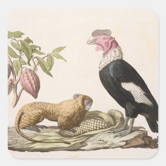 Löwenaffe und -condor, in Chile oder Ecuador gebor Quadratischer Aufkleber (Vorderseite)