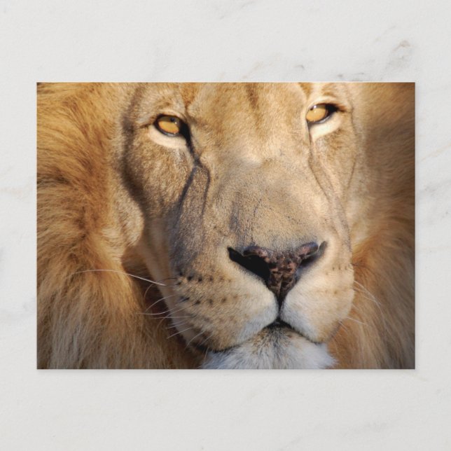 Löwenbilder Postkarte (Vorderseite)