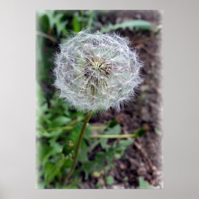 Löwenblüte Poster (Vorne)