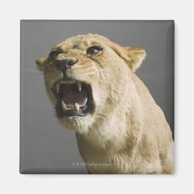 Löwenbrüllen Magnet (Vorne)