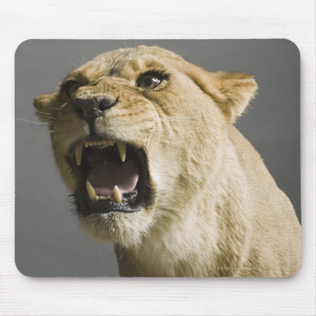 Löwenbrüllen Mousepad (Vorne)