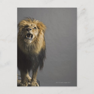 Löwenbrüten Postkarte