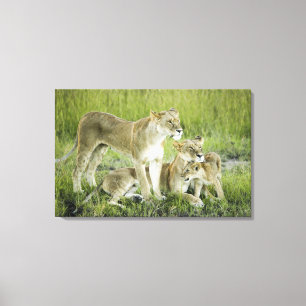Löwenfamilie in Kenia, Afrika Leinwanddruck