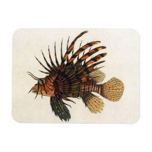 Löwenfisch Fisch, Vintage Meeresleben Ozean Leben Magnet