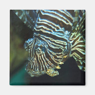 Löwenfisch-Magnet Magnet