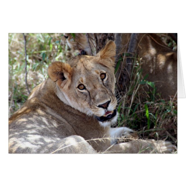 Löwenfront (Vorderseite (Horizontal))