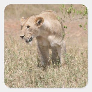 Löwengang Quadratischer Aufkleber