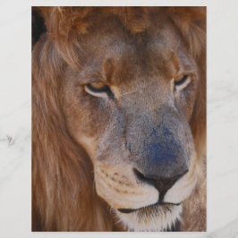 Löwengeschichte in Südafrika