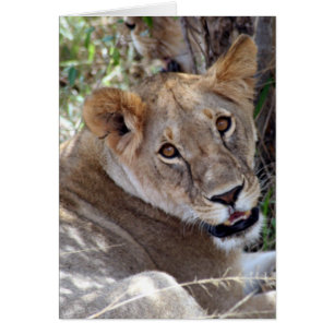 Löwengesicht niedlich