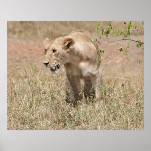 Löwenjagd Poster