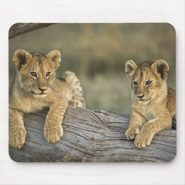 Löwenjunge auf Baumstamm Mousepad (Vorne)