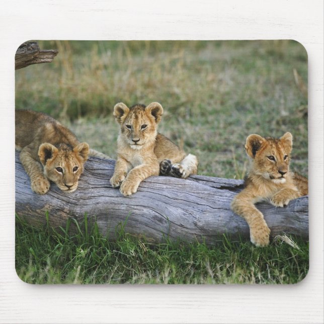 Löwenjunge auf Baumstamm Mousepad (Vorne)