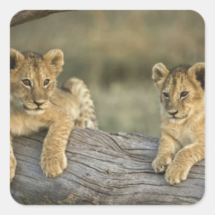 Löwenjunge auf Baumstamm Quadratischer Aufkleber
