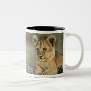 Löwenjunge auf Baumstamm Zweifarbige Tasse