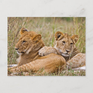 Löwenjunge liegen herum postkarte
