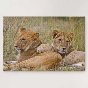 Löwenjunge liegen herum puzzle