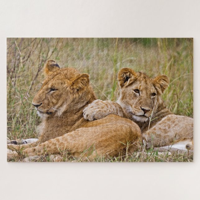 Löwenjunge liegen herum puzzle (Horizontal)