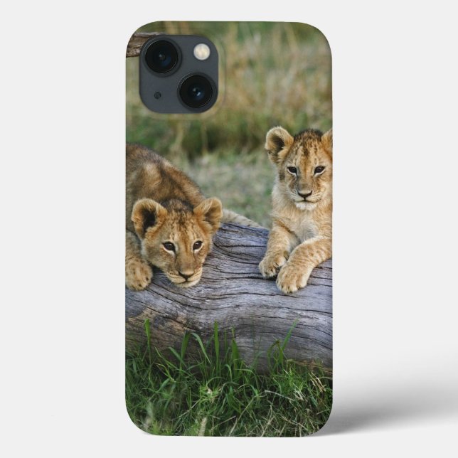 Löwenknochen auf log, Panthera leo, Masai Mara, 2 Case-Mate iPhone Hülle (Rückseite)