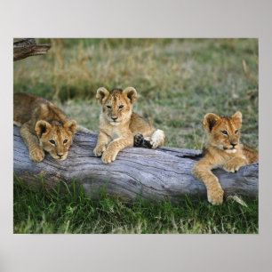 Löwenknochen auf log, Panthera leo, Masai Mara, 2 Poster