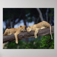 Löwenknochen liegen in einem Zweig , Kenia , Afrik