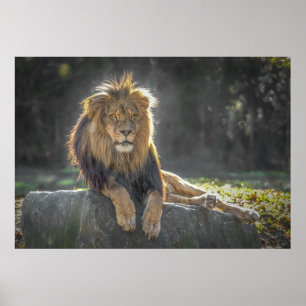 Löwenkönig des Dschungels Poster