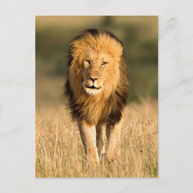 Löwenmännchen beim Gehen Postkarte (Vorderseite)