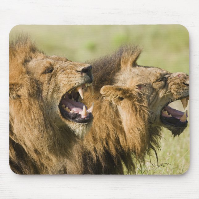 Löwenmännchen brüllen, Greater Krüger National Mousepad (Vorne)