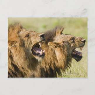 Löwenmännchen brüllen, Greater Krüger National Postkarte