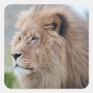 Löwenmehl Quadratischer Aufkleber