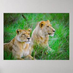Löwenmutter und Sohn, die im Gras in Botswana schw Poster