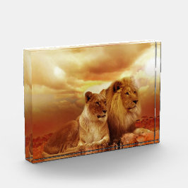 Löwenpaar in der Safari Fotoblock