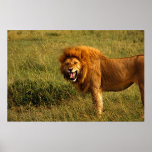 Löwenplakat Poster