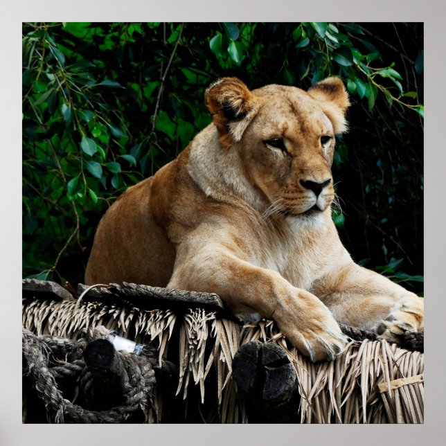 Löwenposter Poster (Vorne)