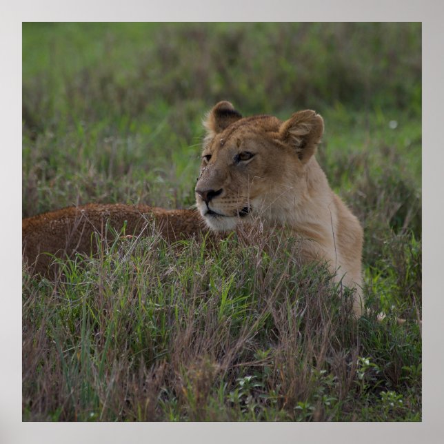 Löwenposter Poster (Vorne)