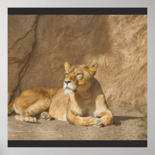 Löwenposter Poster